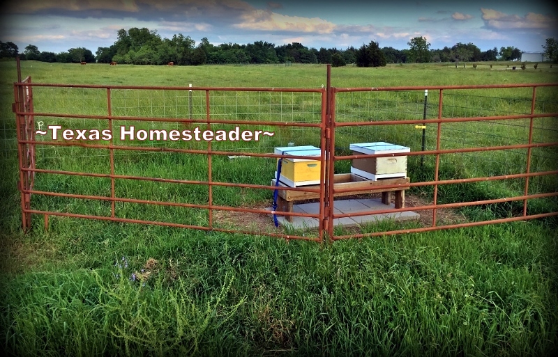 Small honeybee apiary in NE Texas. #TexasHomesteader