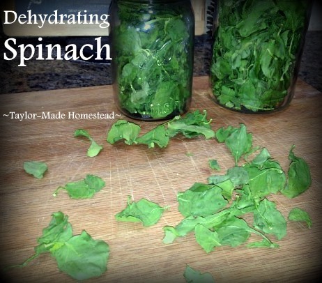 Mother Earth News Post - Dehydrated Spinach. I dehydrated fresh spinach to enjoy later in the season - I loved the results! #TaylorMadeHomestead