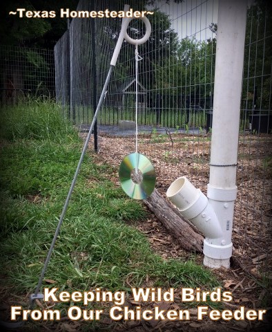 Use a long string and a shiny CD to swing next to your chicken feeder and keep the wild birds away. #TexasHomesteader