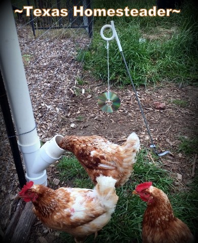 I'm able to keep wild birds away from the chicken's feed by swinging a metallic CD nearby. #TexasHomesteader