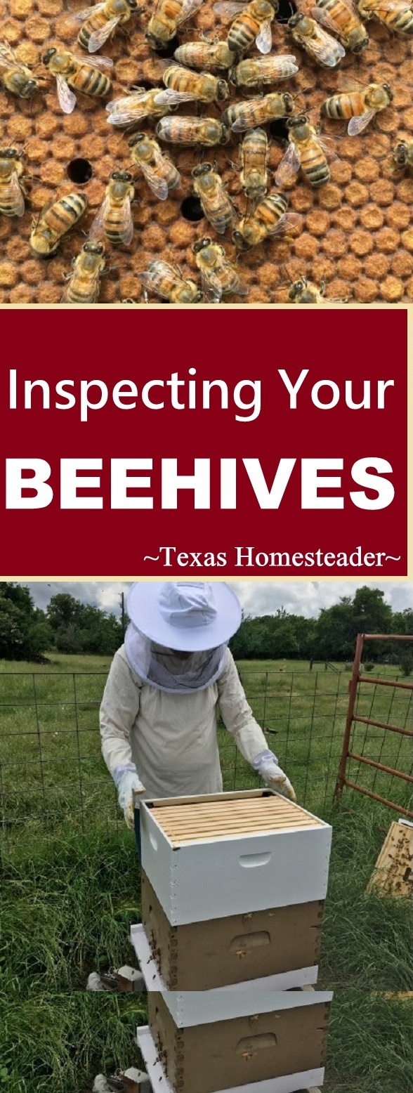 Inspecting Beehives. We have the hives, we have the bees - what's next? Come with us as we inspect the inside of the bee hives! #TexasHomesteader