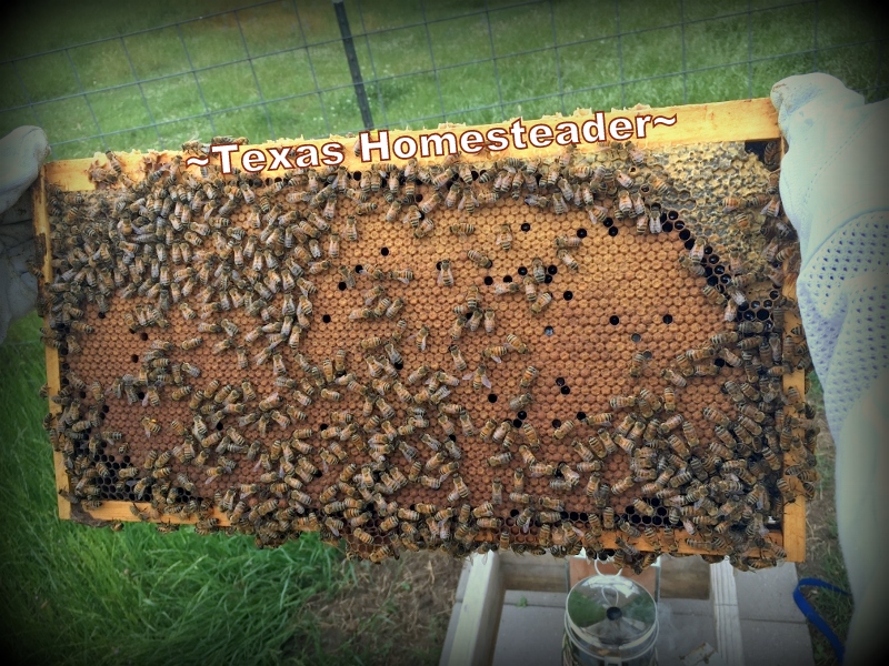 Weekly beehive inspection #TexasHomesteader
