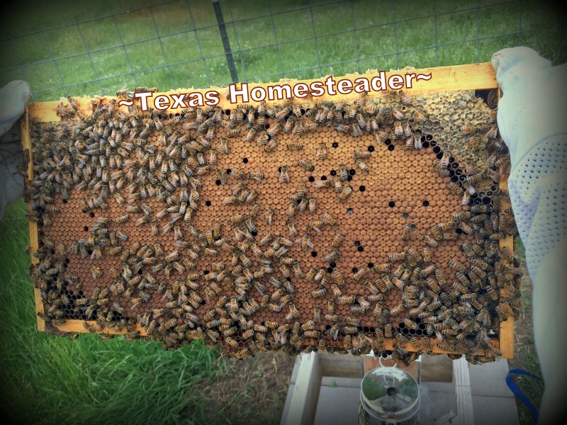 Inspecting the hive, looking for the queen bee. There are several reasons beekeepers like to requeen their beehive. Recently we made a split and requeened two hive boxes. #TexasHomesteader