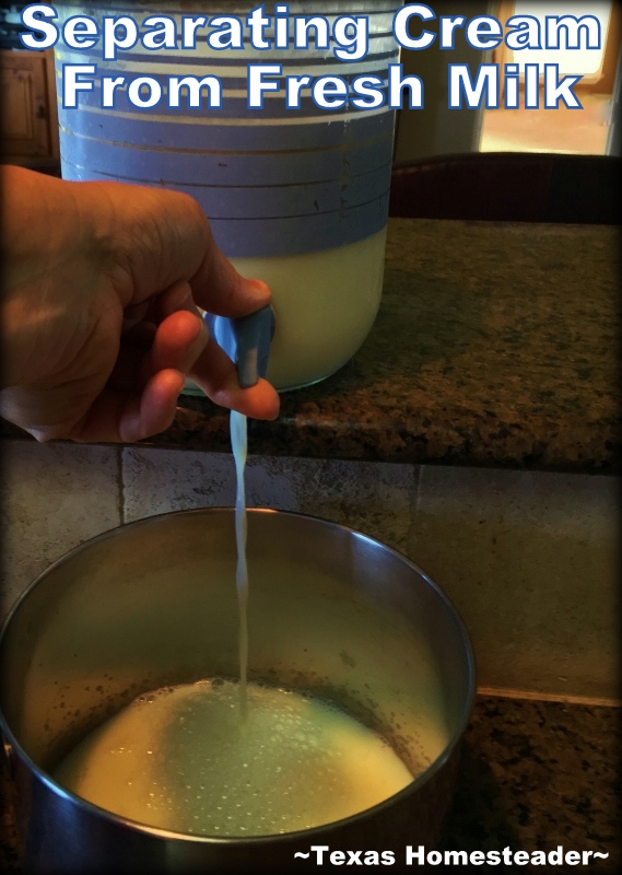 I was looking for an easy way to separate cream from fresh milk. A spoon was too time consuming, a gravy separator was better, but check this Homestead Hack! #TexasHomesteader