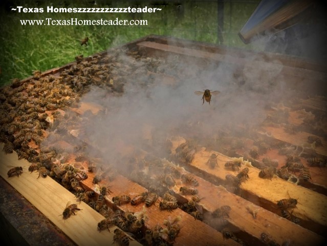 A quick puff of smoke to calm the bees when adding a honey super to our beehives. #TexasHomesteader