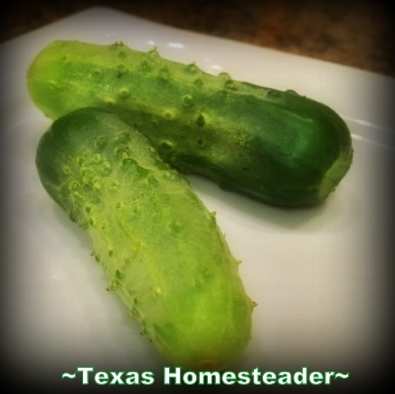 Fresh garden cucumbers with dark green skin and small bumps are perfect for pickling. #TexasHomesteader