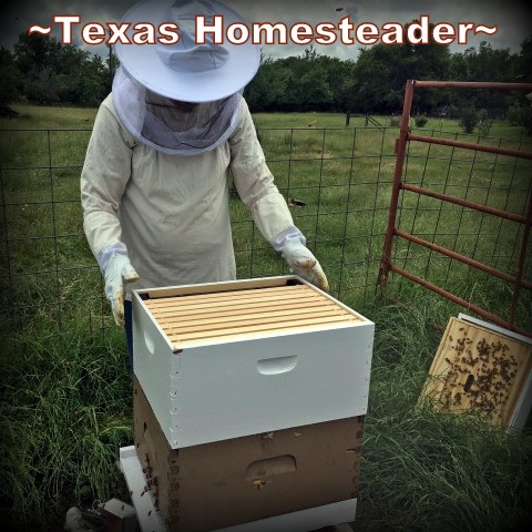 Adding a deep hive box to the existing hive. Beginning Beekeeping Series: Today we're talking about why and how to expand your bee hives. (We're using Langstroth hives) #TexasHomesteader