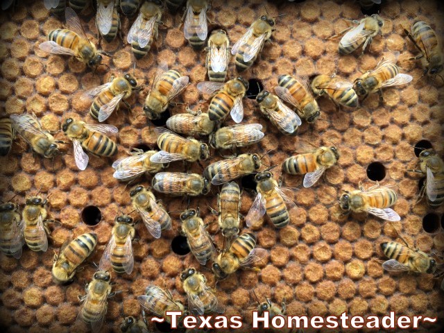 Frames filled with capped brood. Beginning Beekeeping Series: Today we're talking about why and how to expand your bee hives. (We're using Langstroth hives) #TexasHomesteader