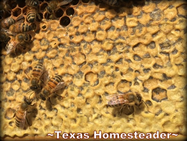 Honey frames in a honeybee hive apiary in NE Texas. #TexasHomesteader