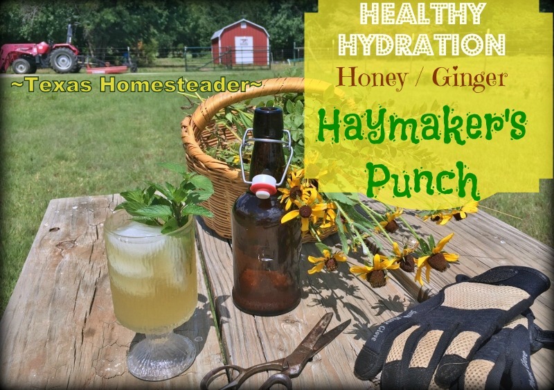 Old-timers called it 'Haymaker's Punch' - a healthy honey/ginger drink to rehydrate the workers in the fields in brutal summer temps #TexasHomesteader