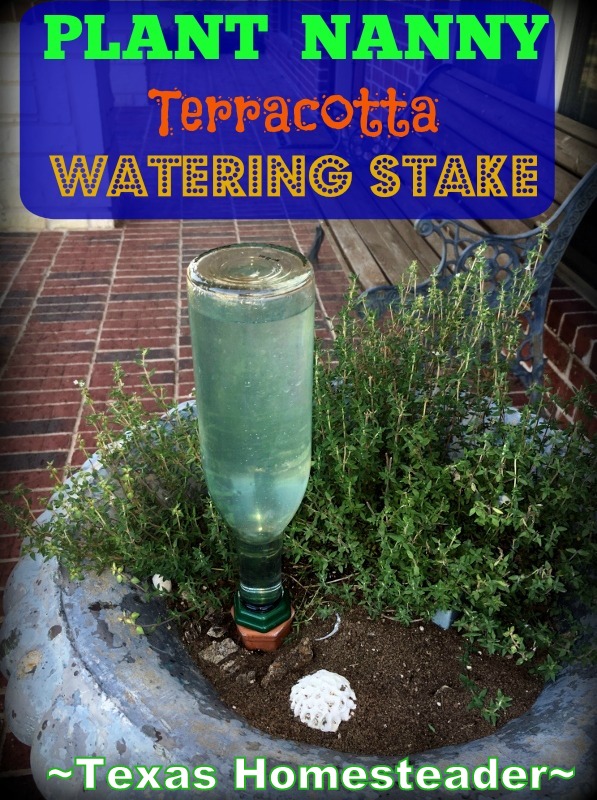 I tested a Plant Watering System that uses a porous Terracotta stake & a repurposed water bottle, but how did it work? #TexasHomesteader