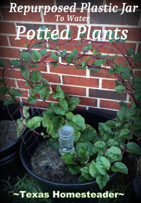 Keeping Plants Watered In The Summer. I've used a wide-mouth plastic jar and repurposed it into a way to easily deeply water my potted plants. Check out this homestead hack! #TexasHomesteader
