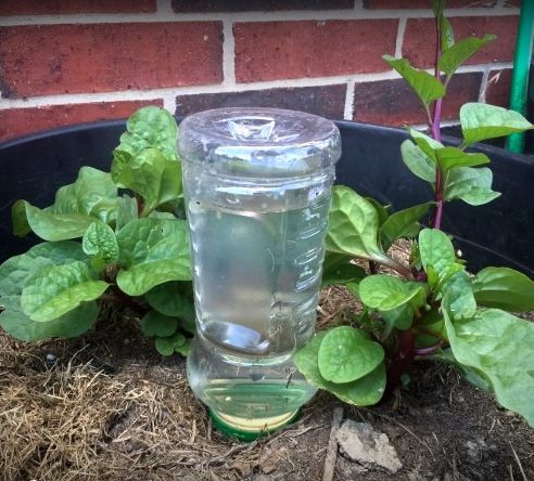 The veggie garden has been a struggle this year. As much as I hate being Debbie Downer, unless we get rain soon my garden will be done for the year. #TexasHomesteader