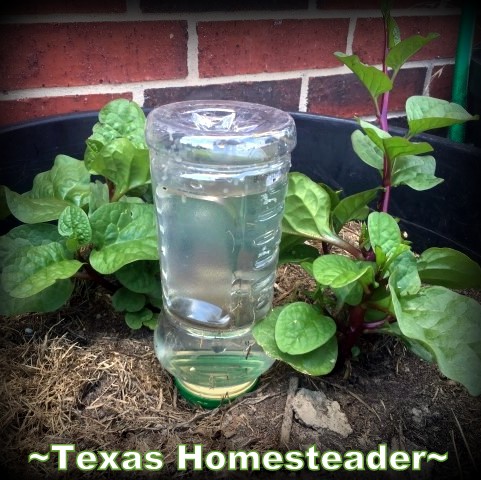 Keeping Potted Plants Watered In The Summer. I've used a wide-mouth plastic jar and repurposed it into a way to easily deeply water my potted plants. Check out this homestead hack! #TexasHomesteader