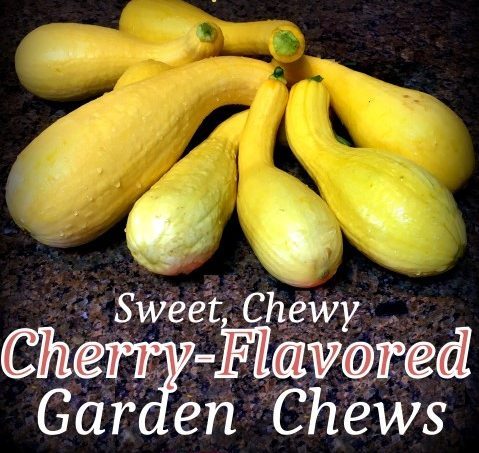 What can you do with all that garden squash? Make sweet cherry-flavored gummy snacks for your family with overgrown zucchini or squash! #TexasHomesteader