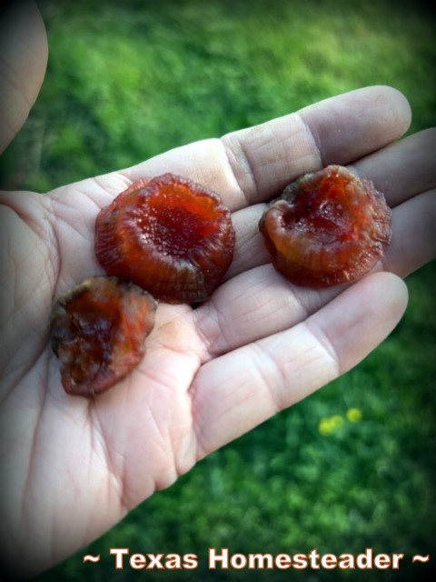 I make sweet cherry gummy chew candy from excess garden squash. It's delicious! #TexasHomesteader 