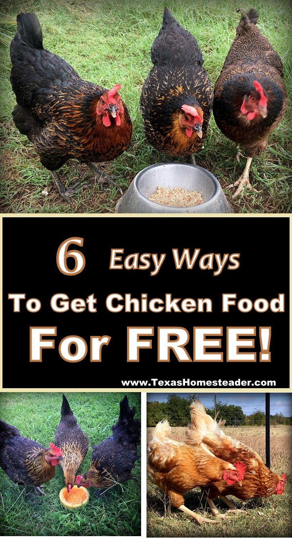 6 easy ways to feed your chickens - chicken food for FREE! #TexasHomesteader