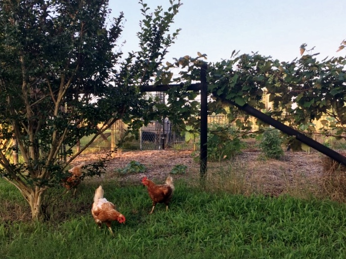 I've learned how to make our hens work for their food & I found many easy ways to get lots of chicken food FREE for them! #TexasHomesteader