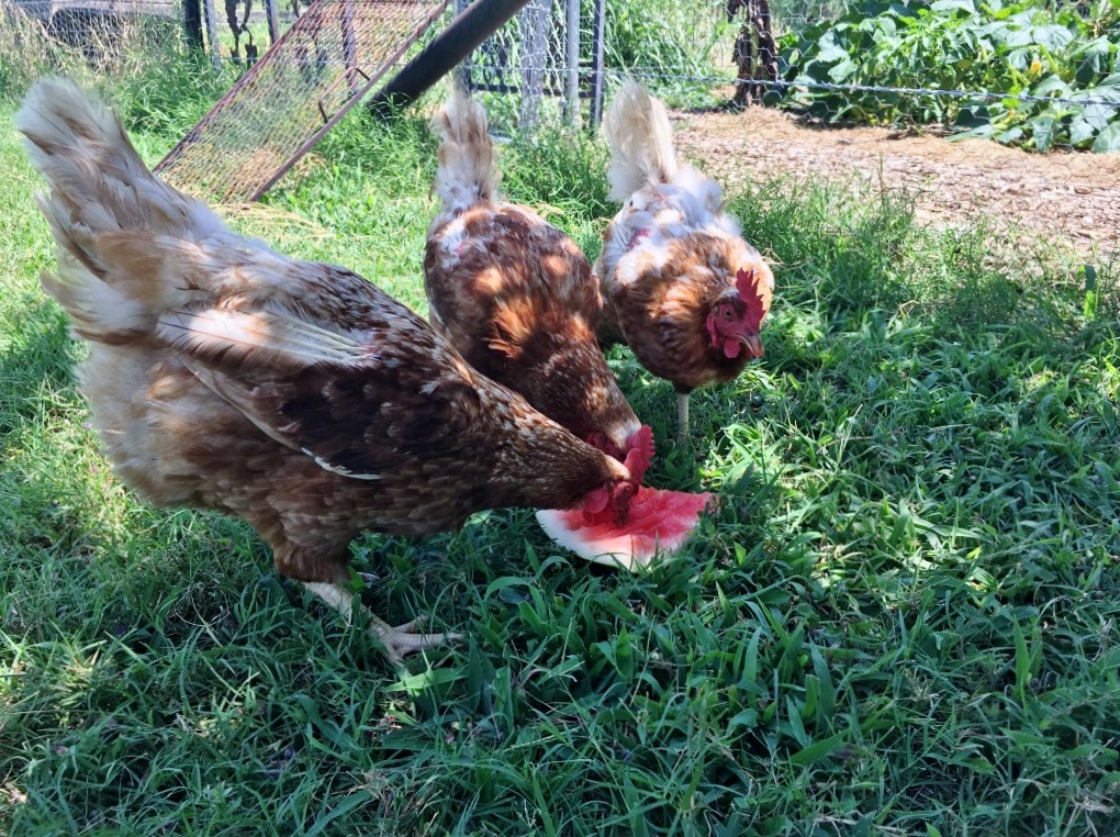 I've learned how to make our hens work for their food & I found many easy ways to get lots of chicken food FREE for them! #TexasHomesteader