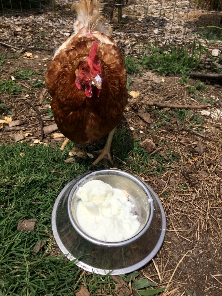 I've learned how to make our hens work for their food & I found many easy ways to get lots of chicken food FREE for them! #TexasHomesteader