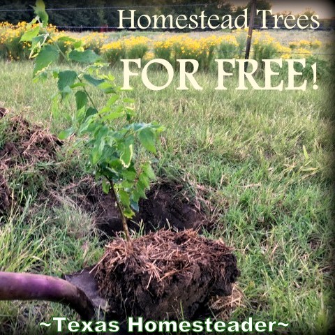 I've been frustrated to buy, plant and lose so many trees since moving here. Come see how I've gotten homestead shade trees for FREE! #TexasHomesteader