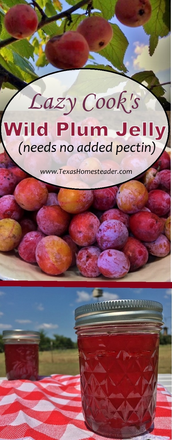 Lazy Cook's Wild-Plum Jelly Recipe is easy and delicious. And needs no added pectin #TexasHomesteader