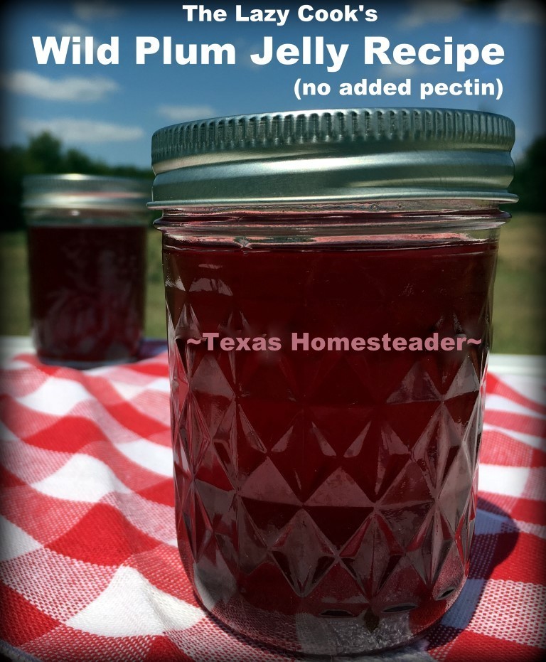 Wild Plum Jelly recipe - No peeling, no pitting, no PECTIN Check out this Lazy-Girl's wild plum jelly recipe. #TexasHomesteader