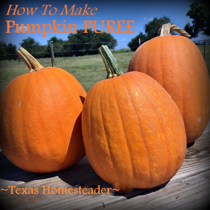 Making pumpkin puree from fresh garden pumpkins is super easy - come see how! #TexasHomesteader