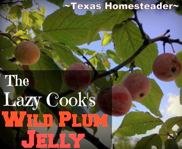 Mexican plum fruit grows wild and makes delicious jelly. #TexasHomesteader