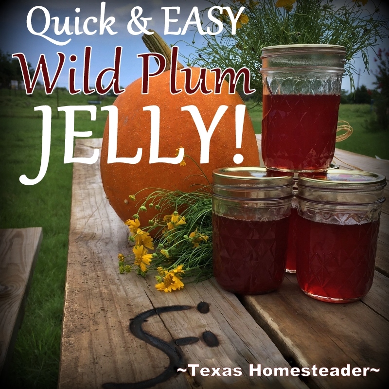 Wild Plum Jelly recipe - No peeling, no pitting, no PECTIN Check out this Lazy-Girl's wild plum jelly recipe. #TexasHomesteader