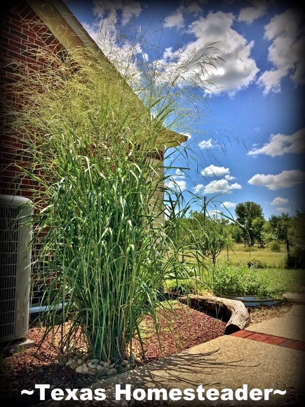 Alamo Switchgrass. Some beautiful yet very hardy plants I've been able to get to thrive in our difficult growing conditions (Botanical Hole Of Death) #TexasHomesteader