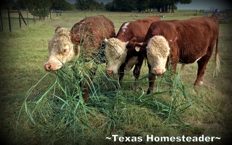 Cows calves grazing grass. #TexasHomesteader