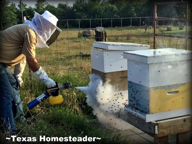 Varroa Mites are a constant worry in bee hives. Detection & treatment is important see how we treat Varroa mites. Fogging The Hives. #TexasHomesteader