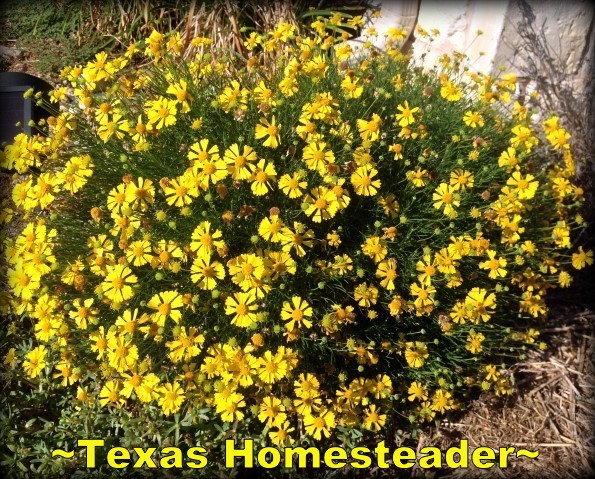 Bitter Sneeze Weed. Some beautiful yet very hardy plants I've been able to get to thrive in our difficult growing conditions (Botanical Hole Of Death) #TexasHomesteader