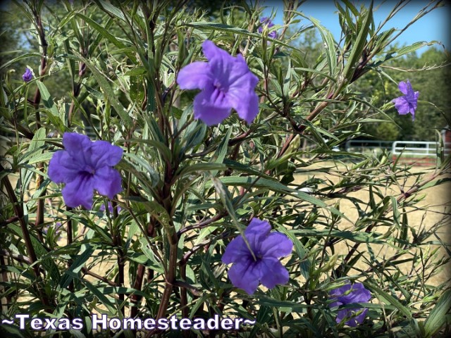 Mexican Petunia with purple flowers - blooms even during drought. #TexasHomesteader