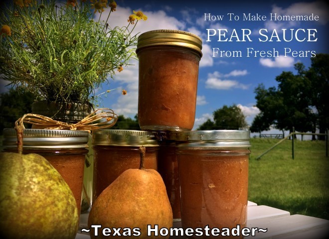 Pear Sauce is much like applesauce but made with pears. After being given a supply of pears I gave pear sauce a try. Check it out! #TexasHomesteader