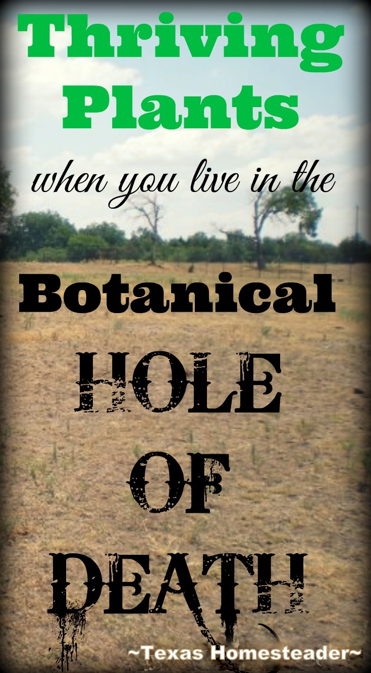 What plants thrive in difficult growing conditions? Come see what works for me. #TexasHomesteader