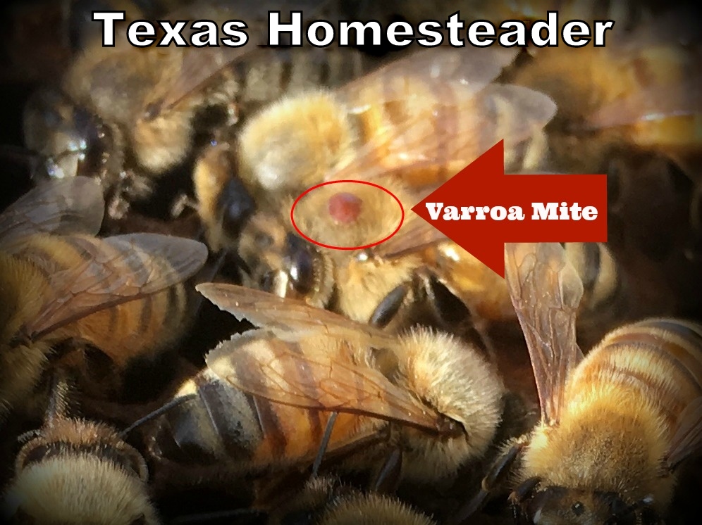 Varroa Mites are a constant worry in bee hives. Detection & treatment is important see how we treat Varroa mites #TexasHomesteader