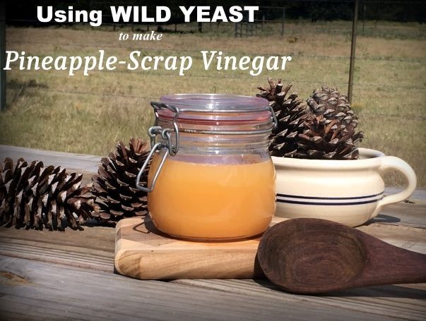 After enjoying a fresh pineapple I made homemade pineapple vinegar. It's EASY, and I wrote an article for Mother Earth News about it. #TexasHomesteader