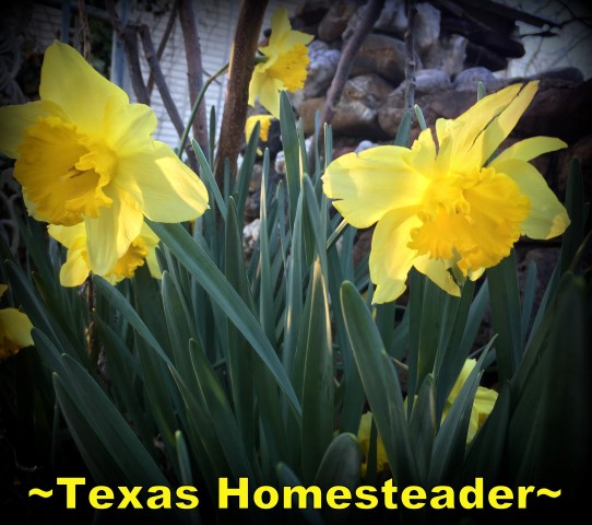 Even a gloomy & cloudy day can't squelch the vibrant happiness of yellow blooms. Enter the Promises of Spring... #TexasHomesteader
