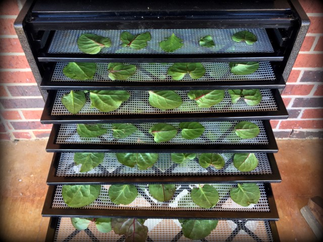 Dehydrating malabar spinach leaves. Dark-green heart-shaped leaves that grow in a vine even in the Texas summer heat. Beauty, edibility and heat-loving staying power. #TexasHomesteader