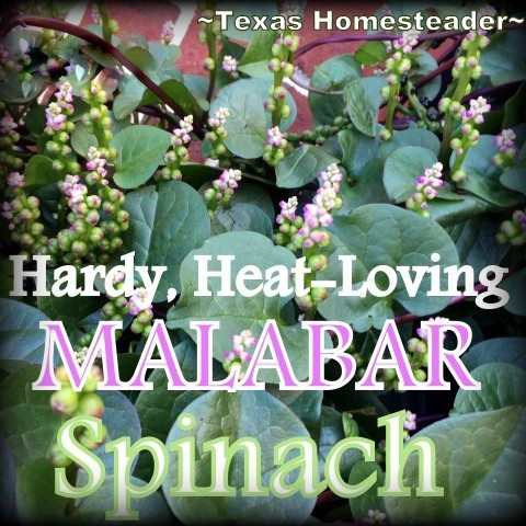 Texas Heat Superstar: We're Growing Malabar Spinach