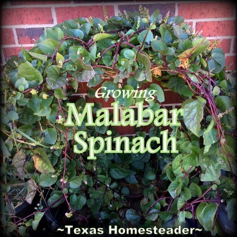 Dark-green heart-shaped leaves that grow in a vine even in the Texas summer heat. Beauty, edibility and heat-loving staying power. #TexasHomesteader