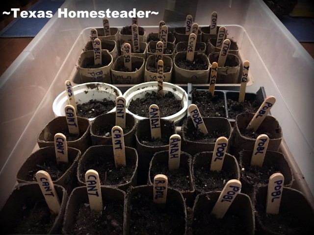 I start my heirloom seeds early inside and transplant to my garden in late March. #TexasHomesteader