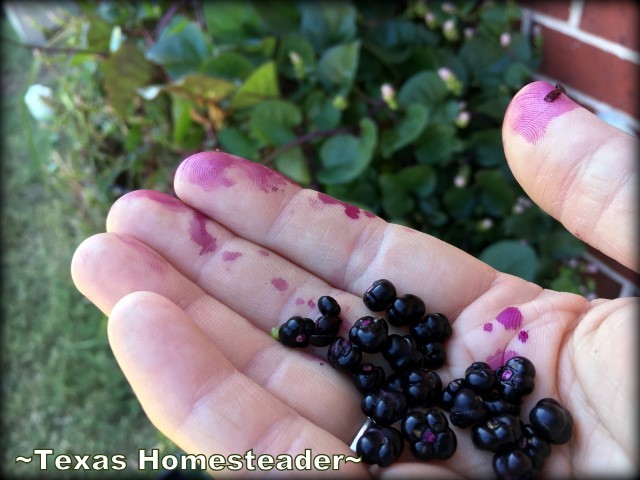 Malabar spinach seeds with purple stain. Dark-green heart-shaped leaves that grow in a vine even in the Texas summer heat. Beauty, edibility and heat-loving staying power. #TexasHomesteader