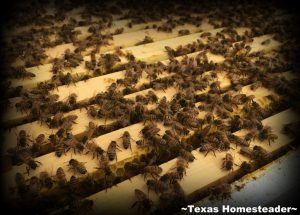 You feed your beehives differently in the winter than you did in the warmer months. Come see how we feed our bees during winter months. #TexasHomesteader