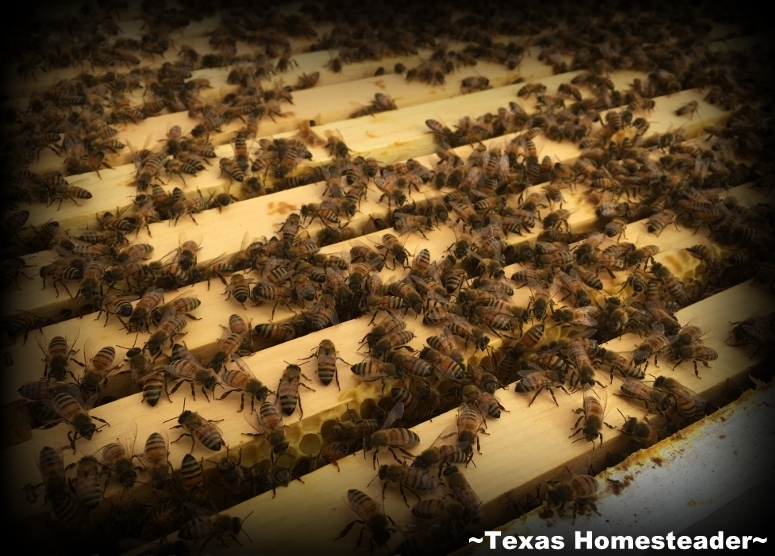 It's time to add a honey super box to our beehives. The bees will fill it with the sweet honey we crave! #TexasHomesteader