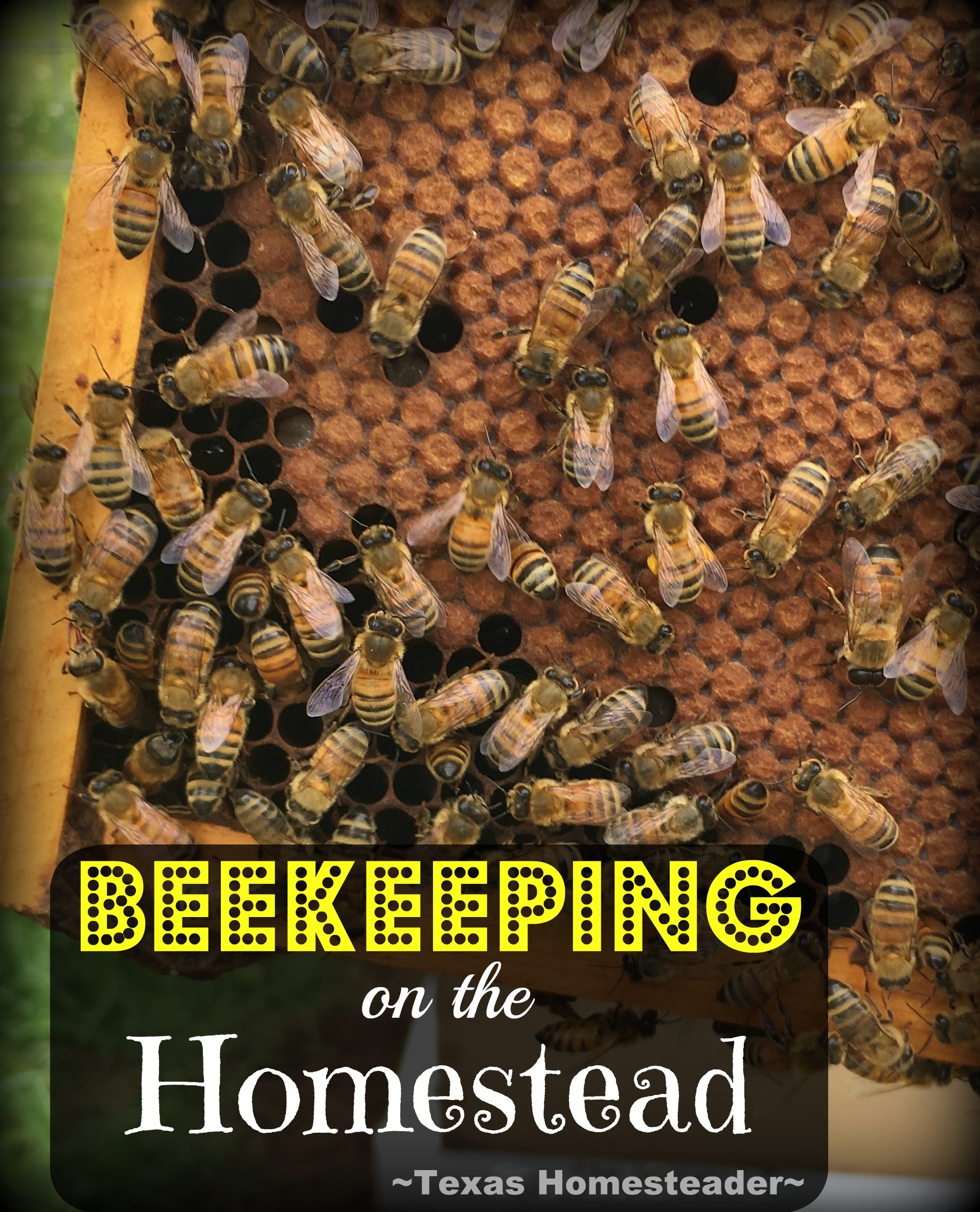 We did a hive split by swapping frames - then two hives came from just one! We find this frame-swap method helps both hives to recover quicker. #TexasHomesteader