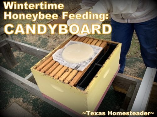 winter-honeybee-feeding-homemade-candyboard-texas-homesteader