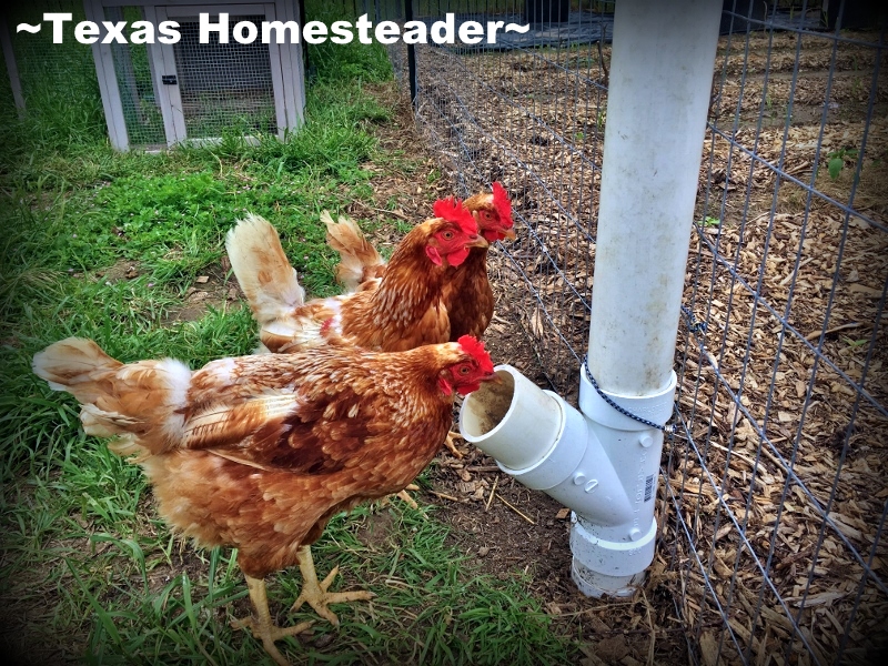 I've learned how to make our hens work for their food & I found many easy ways to get lots of chicken food FREE for them! #TexasHomesteader